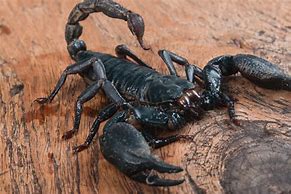 Image result for Large Black Scorpion