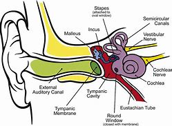 Image result for Human Ear
