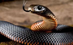 Image result for Snake HD Wallpapers 1080P
