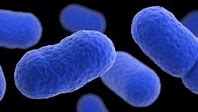 Image result for Bacteria from meat causing UTIs