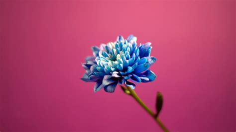 Blue in Pink Background Wallpapers   HD Wallpapers   ID #5637