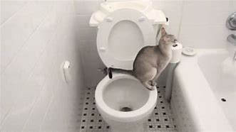 Image result for Cat Flushing Toilet