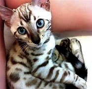 Image result for Bengal Cat Blue Eyes