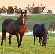Image result for Horse Farms in Kentucky Tours