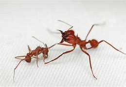 Image result for Leafcutter Ant