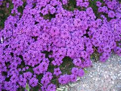 Image result for Autumn Encore Reblooming Bearded Iris - 1 Per Package | Purple | White | Iris Germanica 'Autumn Encore' | Zone 4-9 | Spring Planting | Sun Perennials