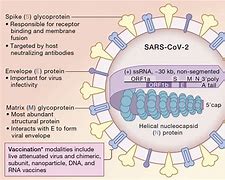 Image result for SARS-CoV 2 Skin