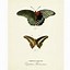 Image result for Butterfly Poster