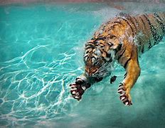 Image result for Cool Tiger Claw Wallpapers