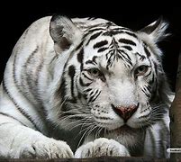 Image result for Animal White Tiger Desktop Backgrounds