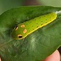 Image result for Caterpillars and Butterflies