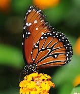 Image result for Lepidoptera