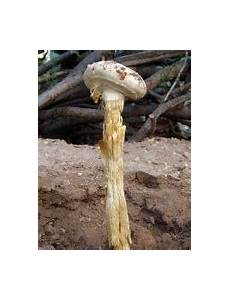Sonoran Desert Mushrooms