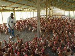 Image result for Poultry Farmer