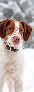 Image result for Brittany Spaniel
