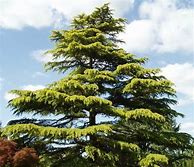 Image result for Himalayan Cedar Tree