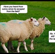 Image result for Sheep Humor