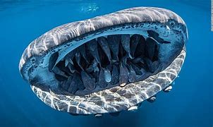 Image result for underwater great photos