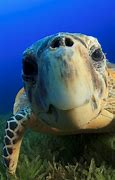 Image result for Funny Looking Turtle