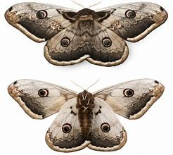 Image result for Does Cedar Repel Moths