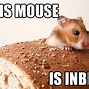 Image result for Jokes About Rats