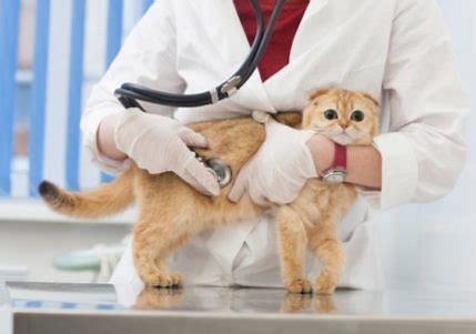 猫　病院 に対する画像結果