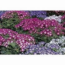 Image result for Lowe's Annual Flowers