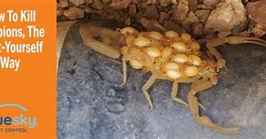 Image result for How to Kill Scorpions