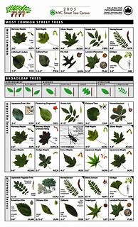 Image result for PA Tree Identification Chart