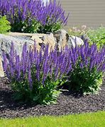 Image result for 4 Plants (May Night Salvia, 1 Gal- Easy-Growing, Bright-Blooming Perennial, Zone 5-8