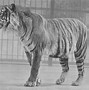 Image result for Golden Tigers Extinct