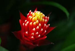 Image result for Fire Flower Plant