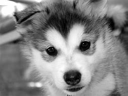 Image result for Wallpaper Cute Husky Dogs