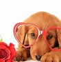 Image result for Cute Dog Valentine's Day