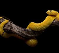 Image result for Snake HD Wallpaper