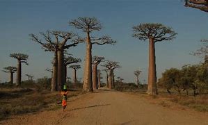 Image result for avenue of the baobabs