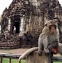 Image result for Lopburi Monkey Climbing On People