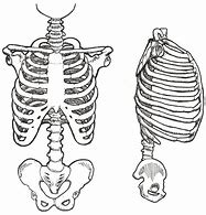 Image result for Rib Cage Drawing