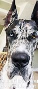 Image result for Great Dane Funny Faces