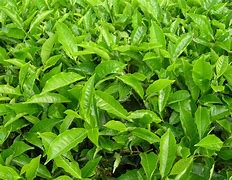 Image result for home plants