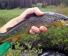 Image result for Trout Fishing Grand Mesa