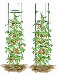 Image result for Titan Tall Tomato Cages, Set Of 3