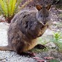 Image result for Pademelon Marsupial