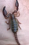 Image result for Types of Scorpions in Arizona