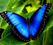 Image result for Awesome Butterfly