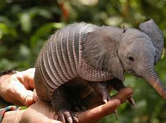 Image result for Cute Hybrid Animals