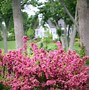 Image result for 3 Gallon - Sonic Bloom® Weigela Shrub/Bush - The Most Blooms On A Weigela Ever, Outdoor Plant