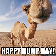 Image result for Good Morning Happy Hump Day