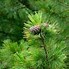 Image result for cedar trees use