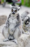 Image result for Madagascar What a Wonderful World
